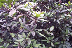 Zanthoxylum ovalifolium